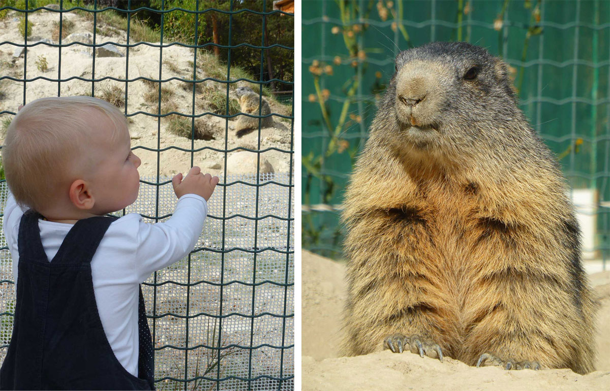 Marmottes au parc animalier de Serre-Ponçon