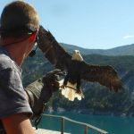 Aigle pêcheur au parc animalier de Serre-Ponçon